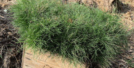 За осінній період лісопаркові господарства Києва висадили 52 тис. сіянців хвойних порід