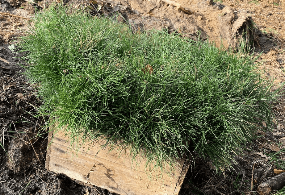 За осінній період лісопаркові господарства Києва висадили 52 тис. сіянців хвойних порід