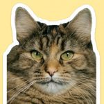 Де в Києві безкоштовно взяти кота