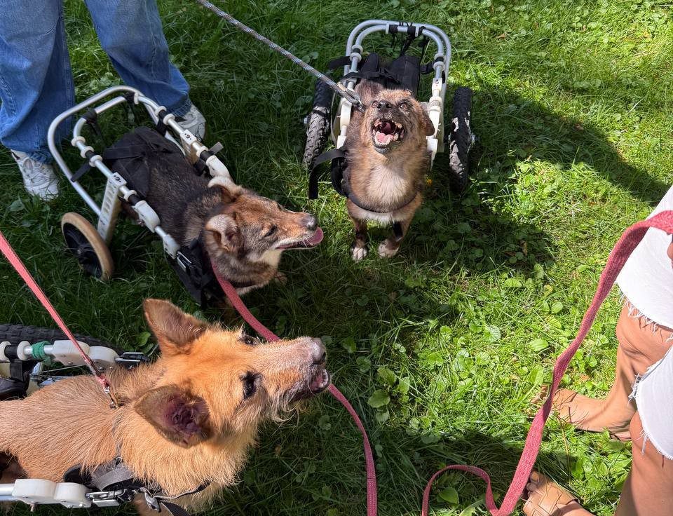 Де під Києвом погуляти з песиком-спинальником