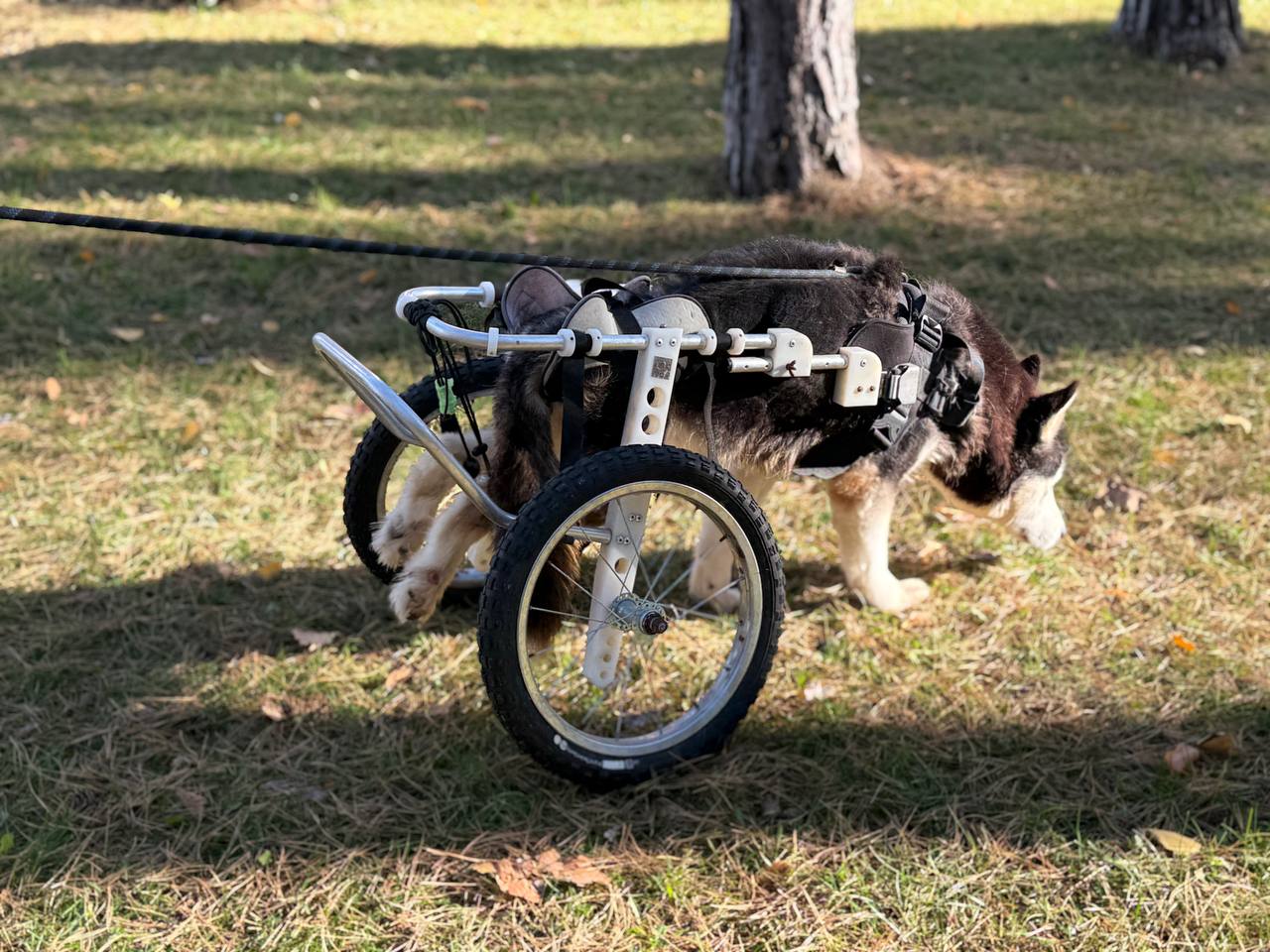 Де під Києвом погуляти з песиком-спинальником