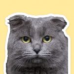 Де в Києві безкоштовно взяти кота