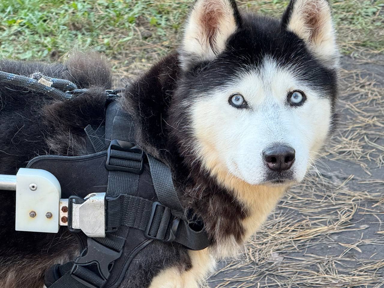Де під Києвом погуляти з песиком-спинальником
