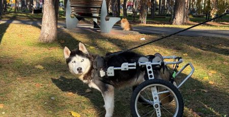 Де під Києвом погуляти з песиком-спинальником