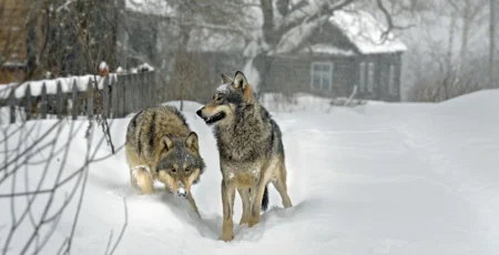 У селах Халеп’я та Витачів на Київщині помітили хижих вовків