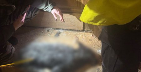 Мешканка столичної Оболоні придбала через інтернет лисицю і вовка, та утримувала хижаків в непридатних умовах (відео)