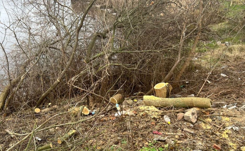 У Святошинському районі порушники вирубили 16 в’язів