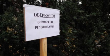 Столичні комунальники почали обробку ялинок та сосен спецзасобами для запобігання їх вирубкам