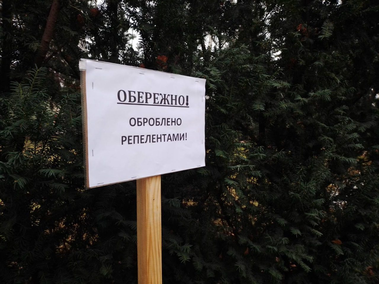 Столичні комунальники почали обробку ялинок та сосен спецзасобами для запобігання їх вирубкам