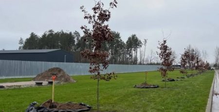 На Національному військовому меморіальному кладовищі висадили перші 56 іменних дубів (фото)