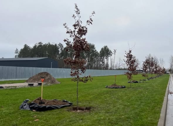 На Національному військовому меморіальному кладовищі висадили перші 56 іменних дубів (фото)