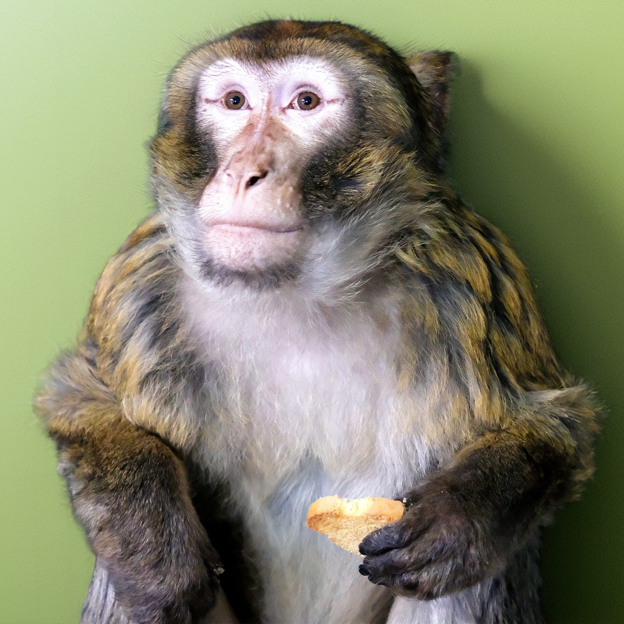 Макаку, яка втікла від власників та бігала Гостомелем, прихистив Київзоо