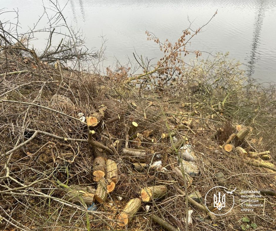 У Святошинському районі незаконно вирубили 16 в’язів