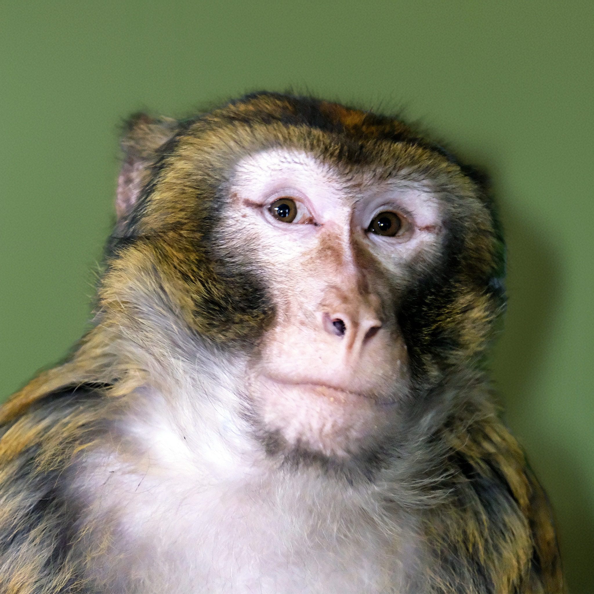 Макаку, яка втікла від власників та бігала Гостомелем, прихистив Київзоо