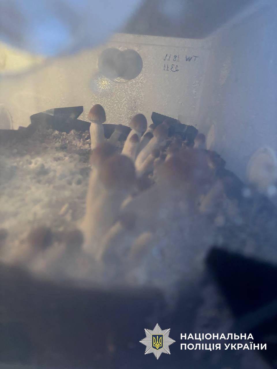 Киянин облаштував у квартирі лабораторію з вирощування псилоцибінових грибів та продавав їх під виглядом шоколадок