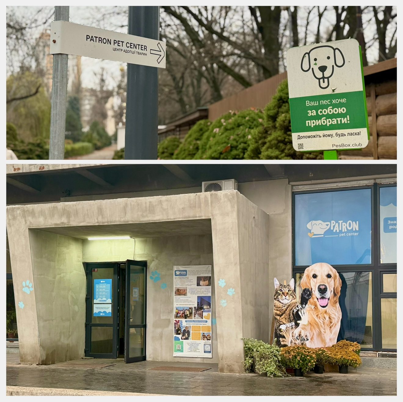 Де в Києві зустріти песика-переселенця