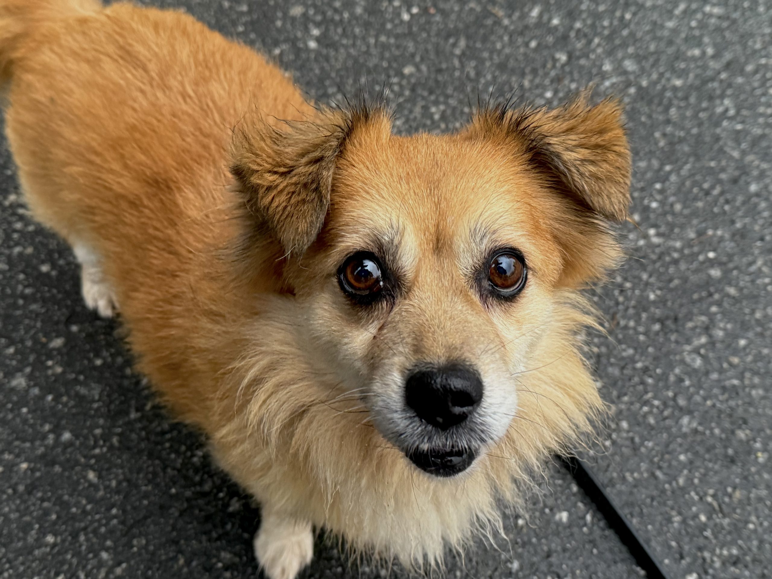 Де в Києві зустріти песика-переселенця