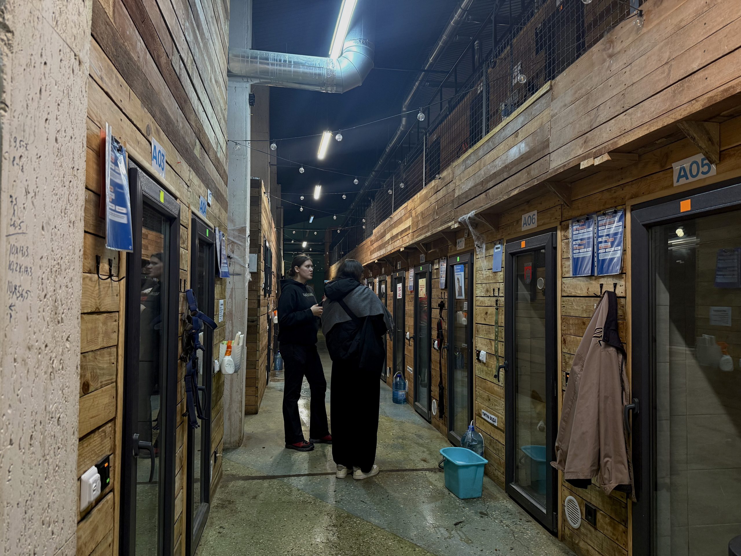 Де в Києві зустріти песика-переселенця