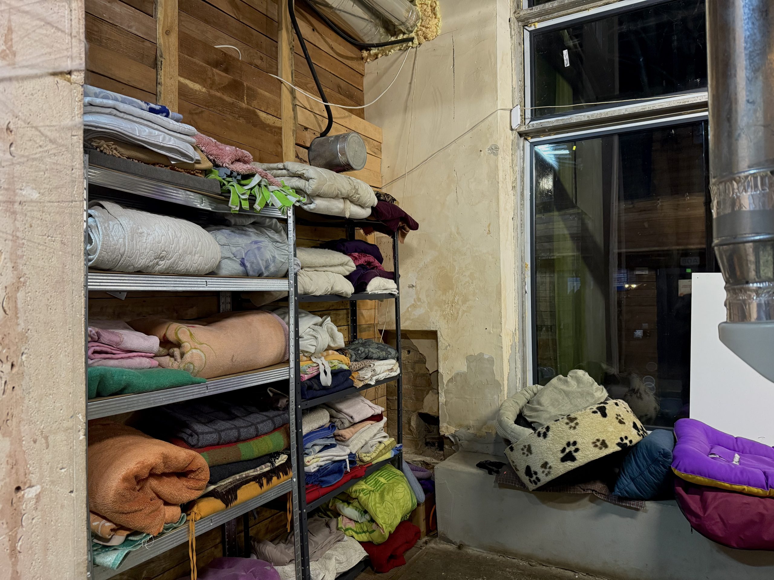 Де в Києві зустріти песика-переселенця