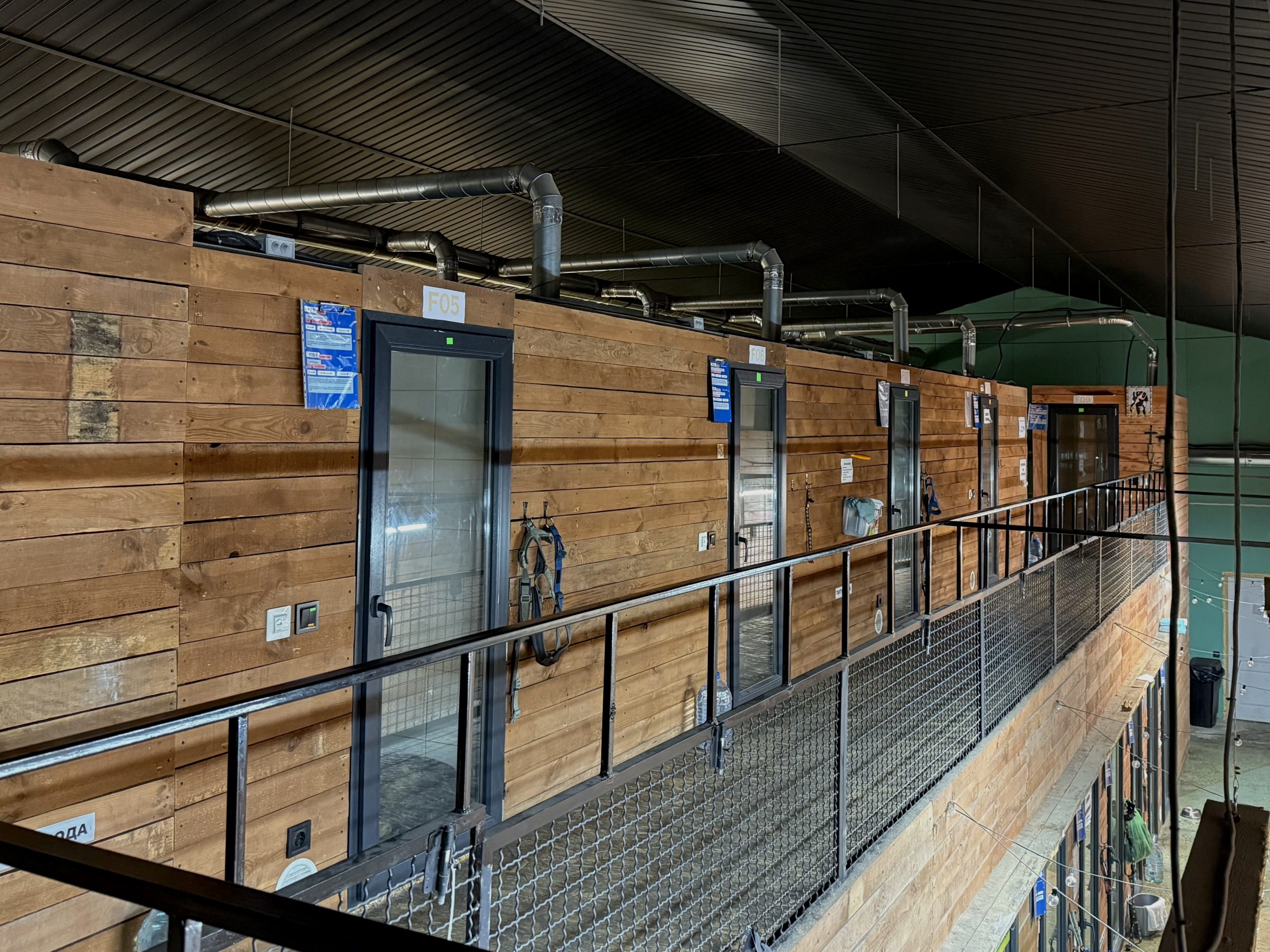 Де в Києві зустріти песика-переселенця