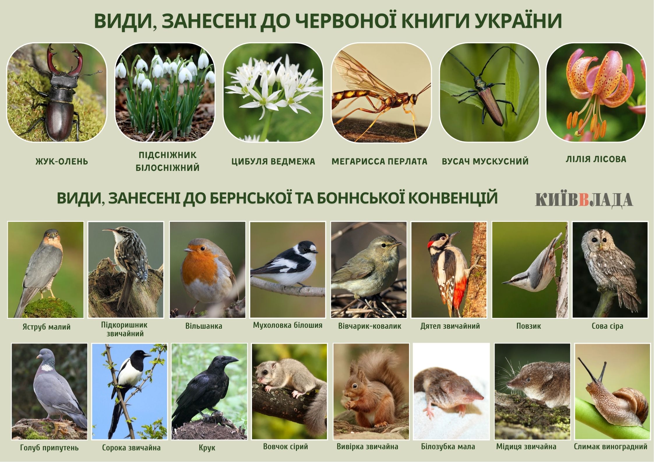 Ліс під ключ: як захистити від забудови “наукові” землі в урочищі “Теремки”
