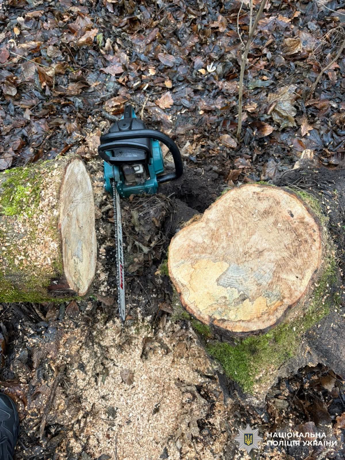 На Білоцерківщині чоловіка підозрюють у незаконній порубці лісу на понад 33 тисячі гривень (фото)