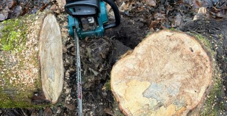 На Білоцерківщині чоловіка підозрюють у незаконній порубці лісу на понад 33 тисячі гривень (фото)