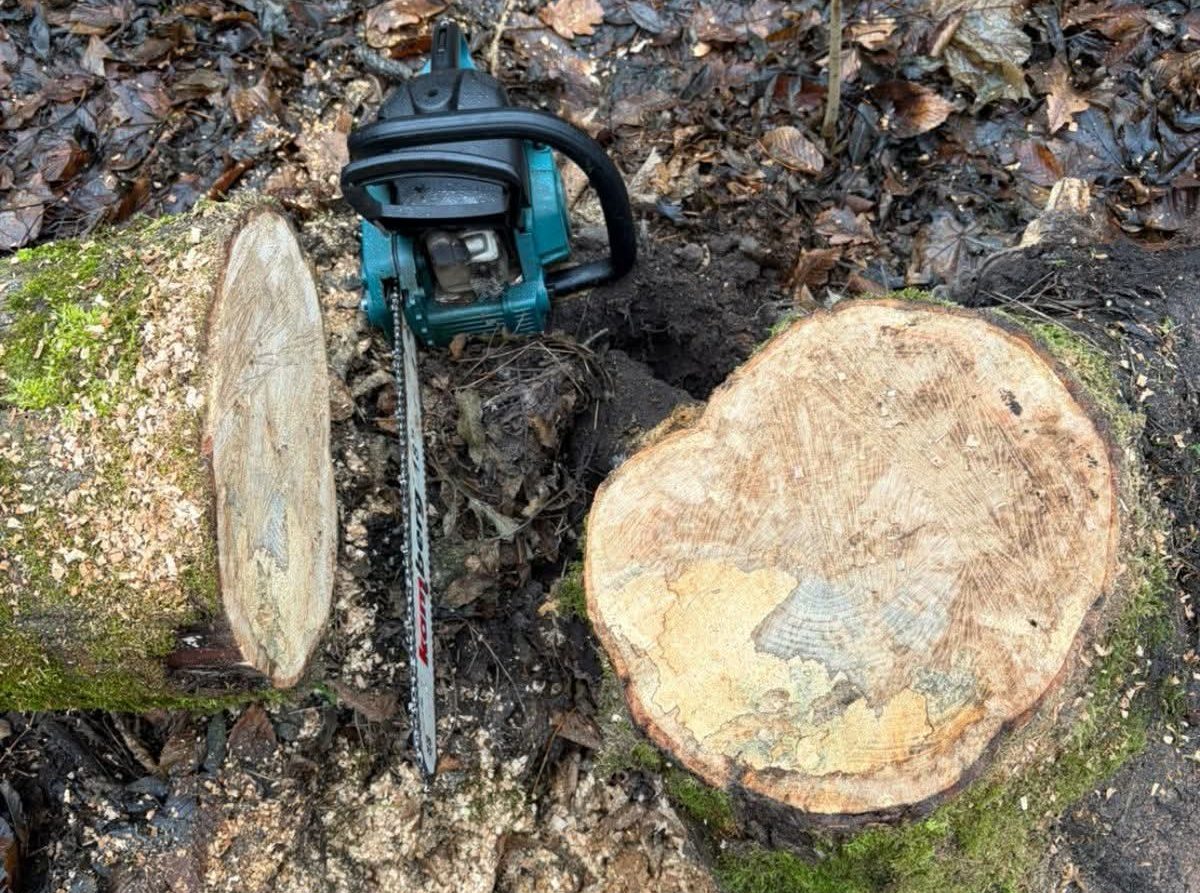 На Білоцерківщині чоловіка підозрюють у незаконній порубці лісу на понад 33 тисячі гривень (фото)