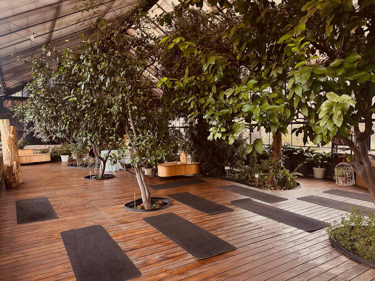 Де в Києві зайнятися йогою в оранжереї