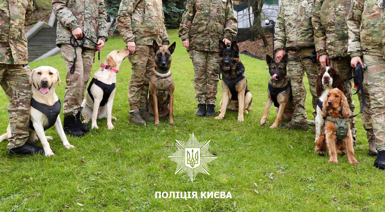 Поліцейські собаки Києва відпрацювали понад сотню виїздів і допомогли вилучити десятки кілограмів наркотиків