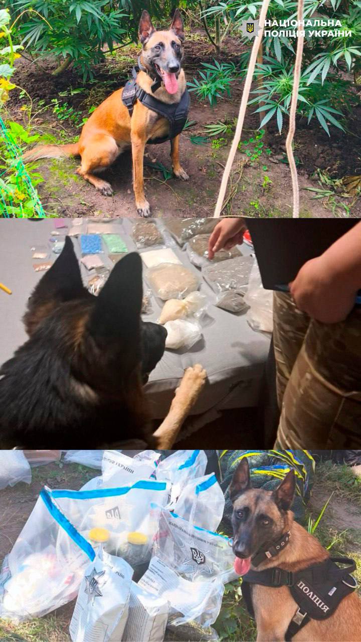 Поліцейські собаки Києва відпрацювали понад сотню виїздів і допомогли вилучити десятки кілограмів наркотиків (без назви)
