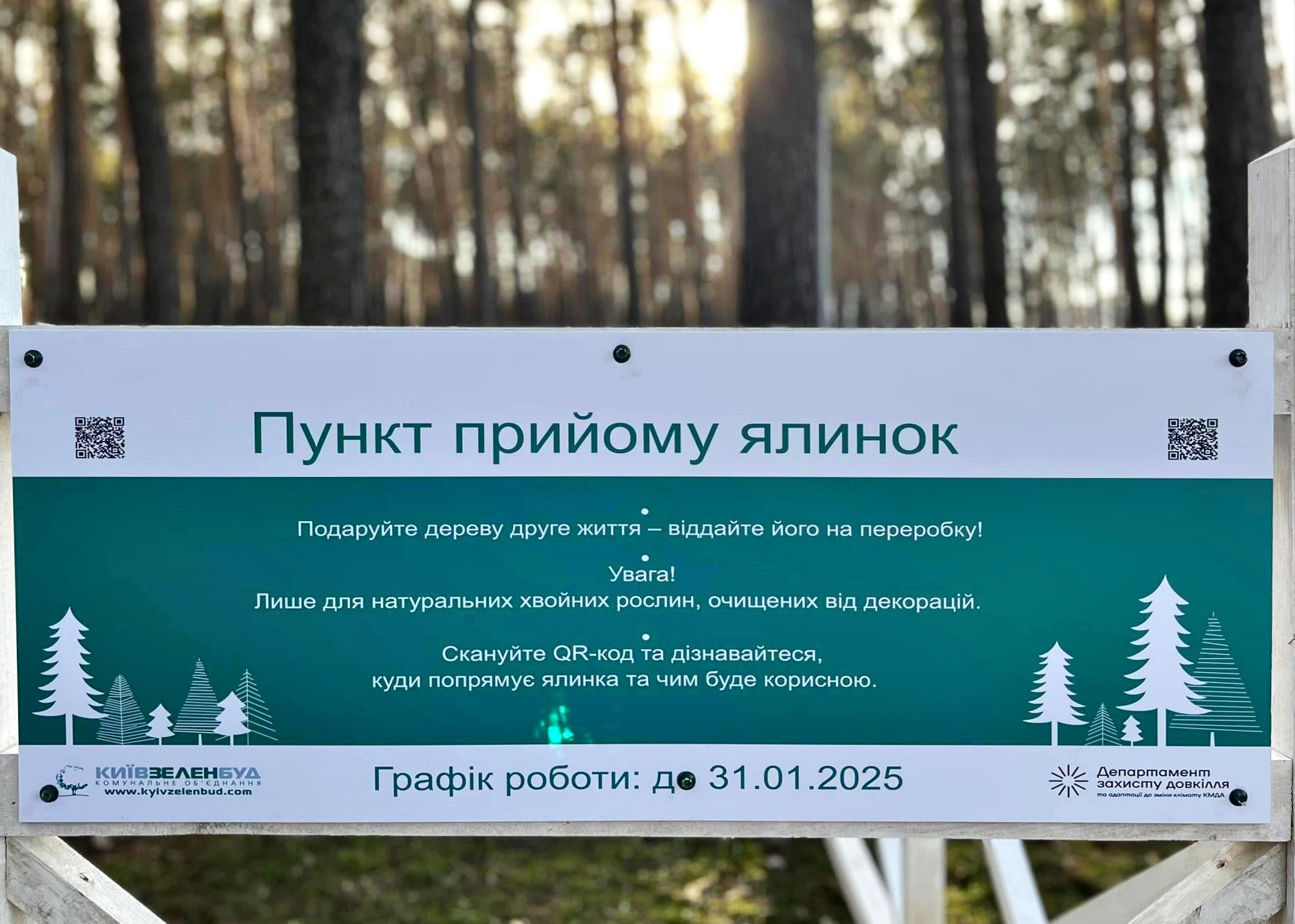 У Києві з 2 січня 72 пункти прийматимуть на утилізацію новорічні дерева (локації)