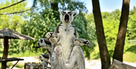 Київський зоопарк шукає постачальника комбікормів на 1 млн гривень