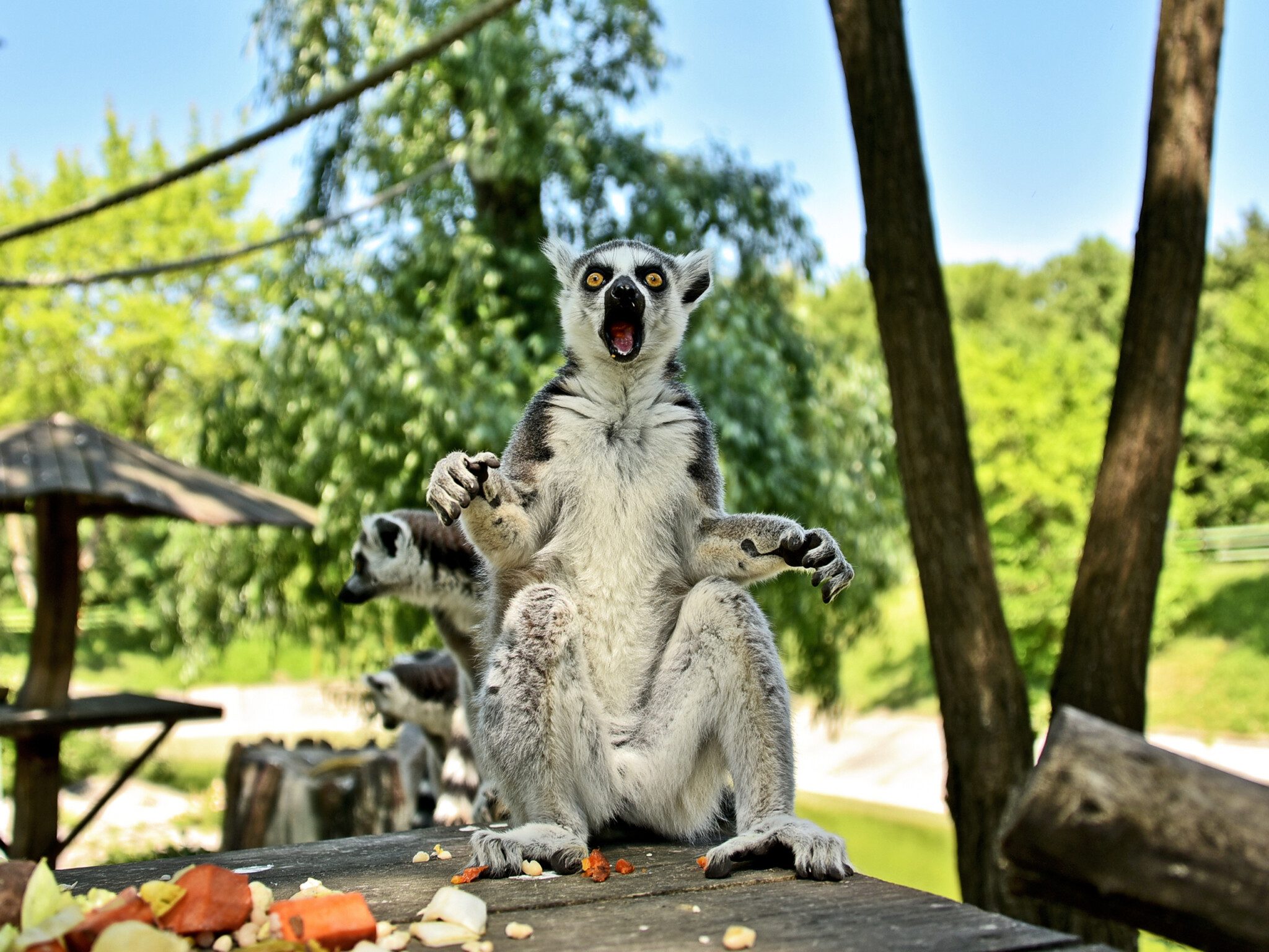 Київський зоопарк шукає постачальника комбікормів на 1 млн гривень