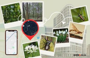 Ліс під ключ: як захистити від забудови “наукові” землі в урочищі “Теремки”