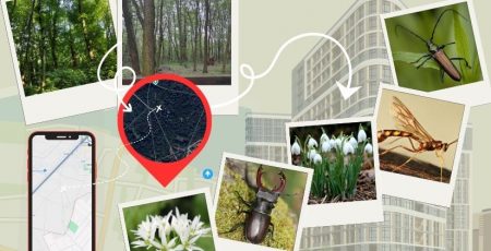 Ліс під ключ: як захистити від забудови “наукові” землі в урочищі “Теремки”