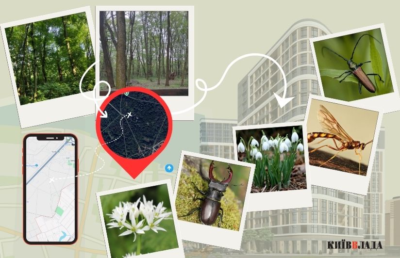 Ліс під ключ: як захистити від забудови “наукові” землі в урочищі “Теремки”