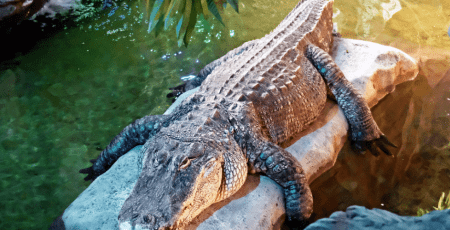 Зоопарк Києва заплатить 30 млн гривень за електрику