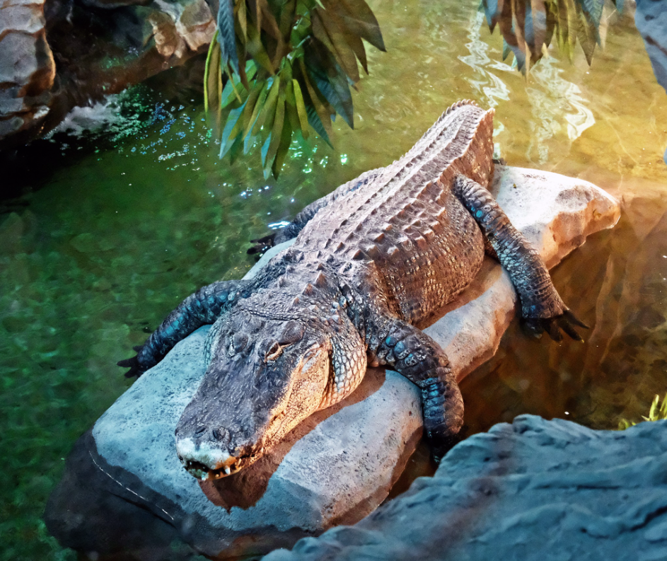 Зоопарк Києва заплатить 30 млн гривень за електрику