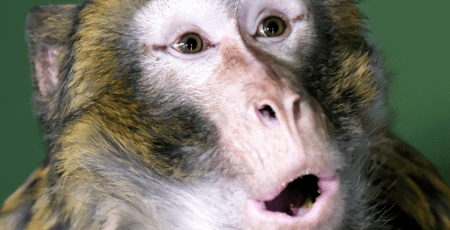 Макаку, яка втікла від власників та бігала Гостомелем, прихистив КиївЗоо