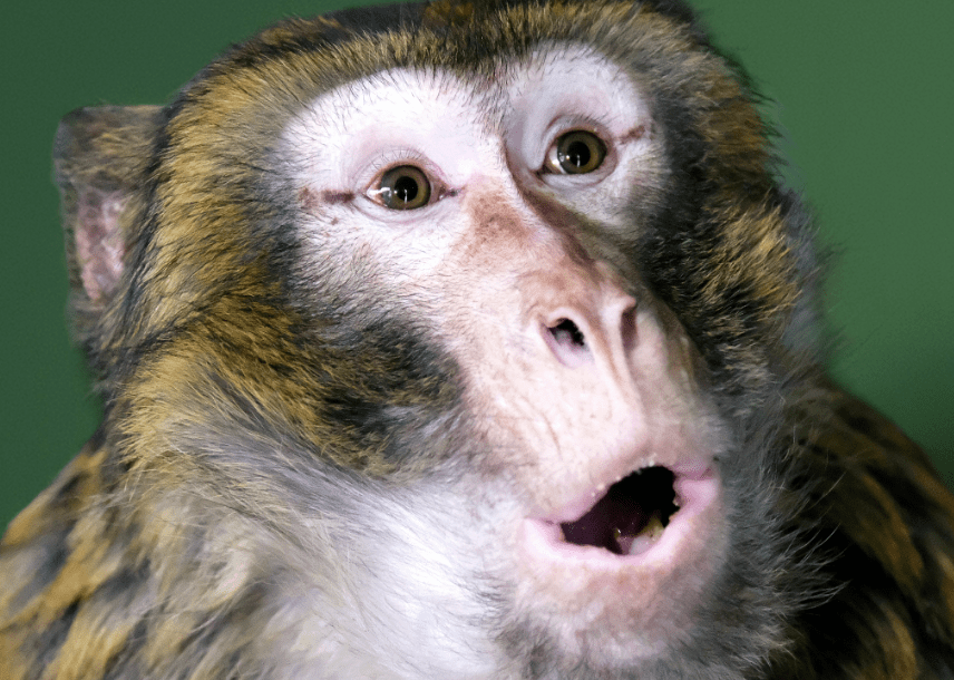 Макаку, яка втікла від власників та бігала Гостомелем, прихистив КиївЗоо