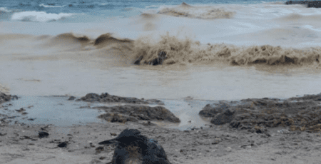 На узбережжі пляжів Одещини та в морі виявили плями, схожі на рослинну олію (фото)