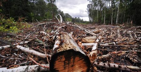 Екологи судяться з Мінекономіки через масові "санітарні" рубки в нацпарках