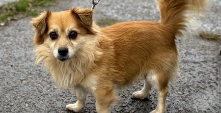 Де в Києві зустріти песика-переселенця