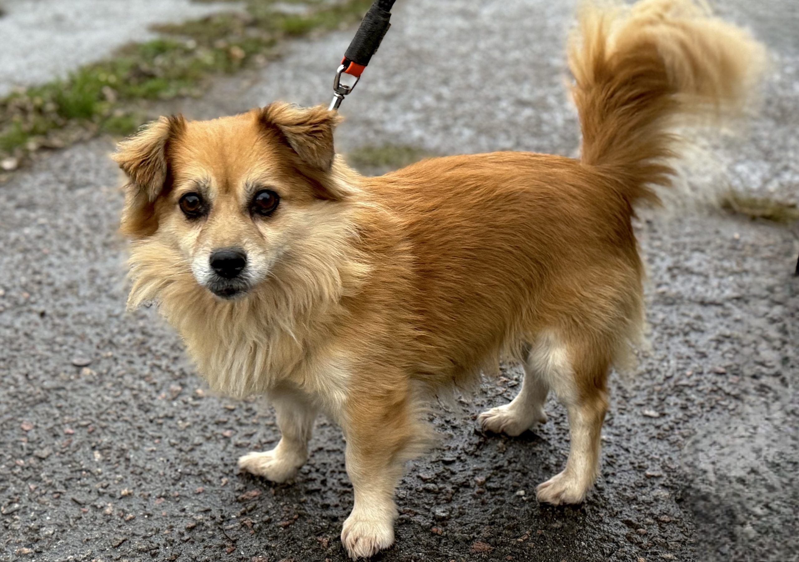 Де в Києві зустріти песика-переселенця