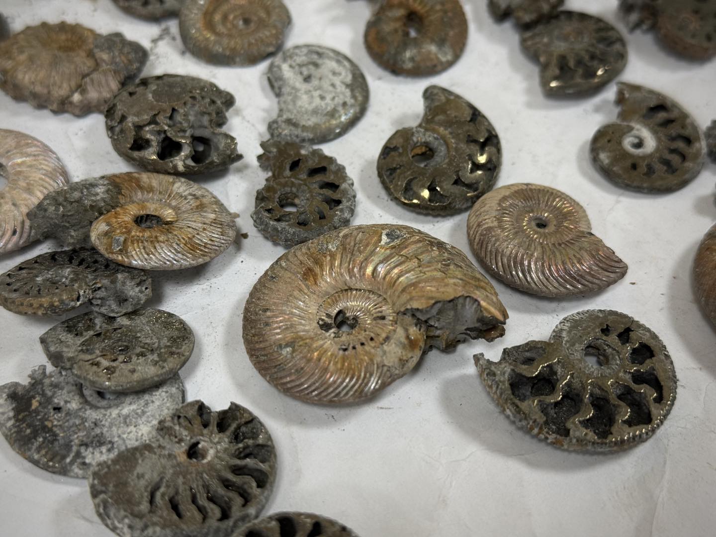 Київські митники передали Національному науково-природничому музею 62 конфіскованих предмети (фото)