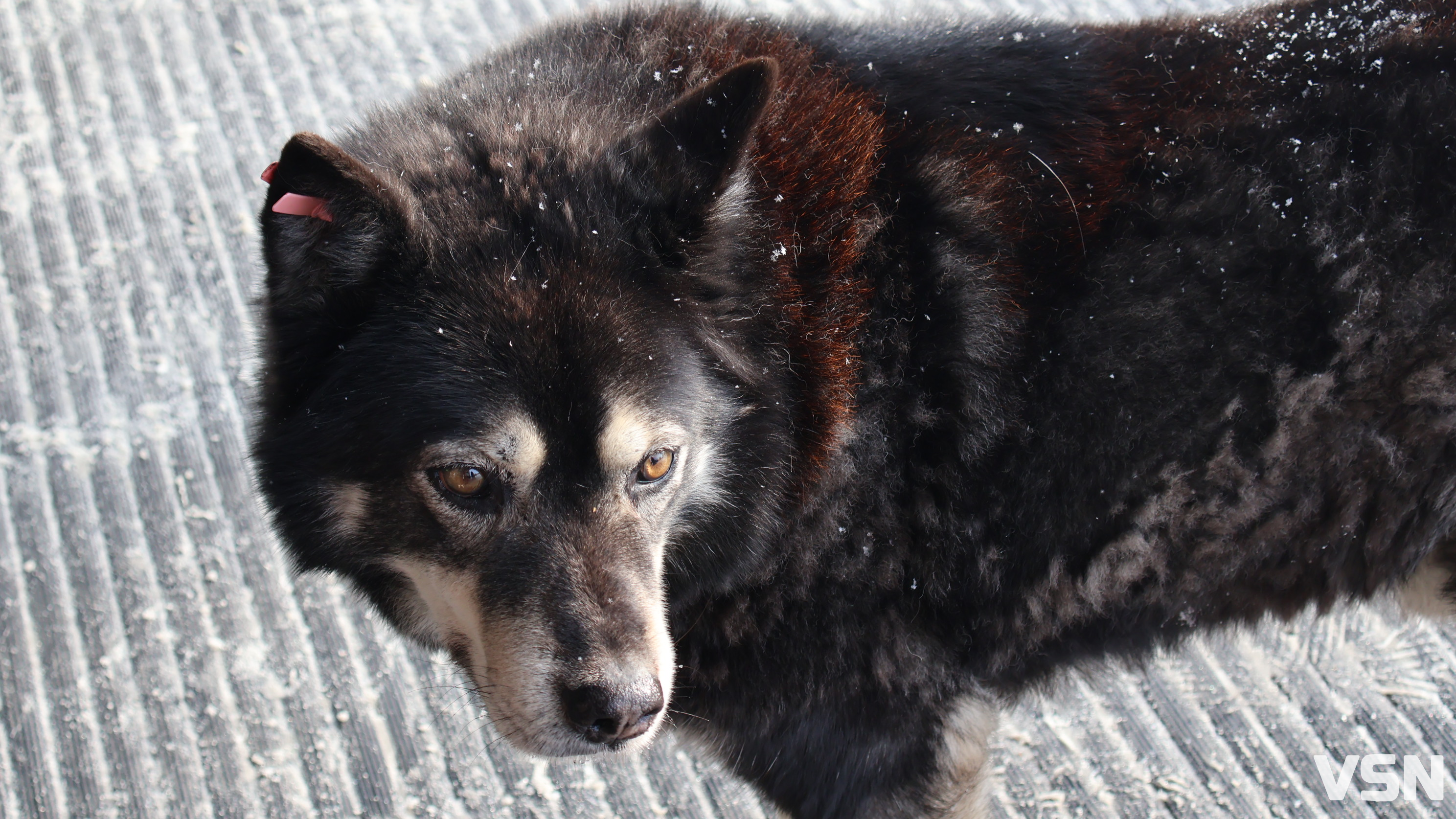 На Білоцерківщині через напад собаки госпіталізовано 8-річного хлопчика