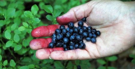КЕКЦ судиться з Мінекономіки через дозволи на промислову заготівлю ягід та грибів у нацпарках