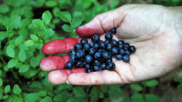 КЕКЦ судиться з Мінекономіки через дозволи на промислову заготівлю ягід та грибів у нацпарках