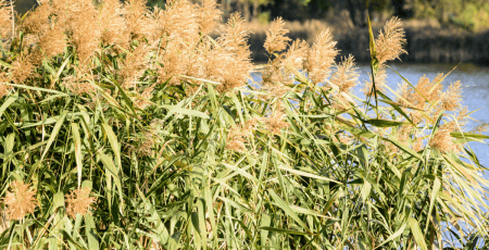 Екологи подали до суду на Мінекономіки через заготівлю очерету у національних парках